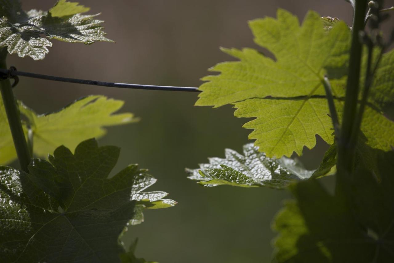 Cascina Marcantonio Acqui Terme Ngoại thất bức ảnh